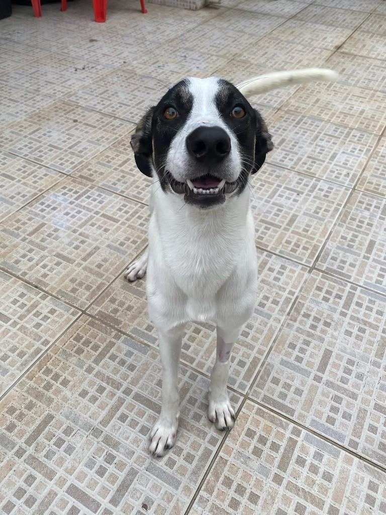 Daniel, cachorro de porte médio para adoção em São Paulo - SP — foto 2 de 12