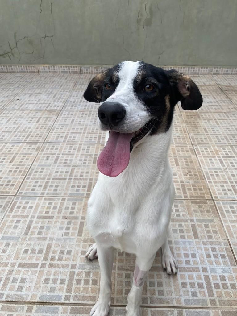 Daniel, cachorro de porte médio para adoção em São Paulo - SP — foto 3 de 12