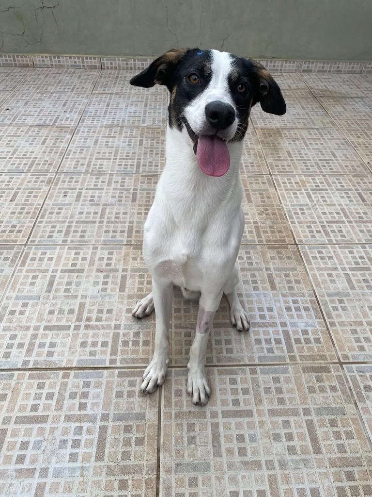 Daniel, cachorro de porte médio para adoção em São Paulo - SP — foto 4 de 12