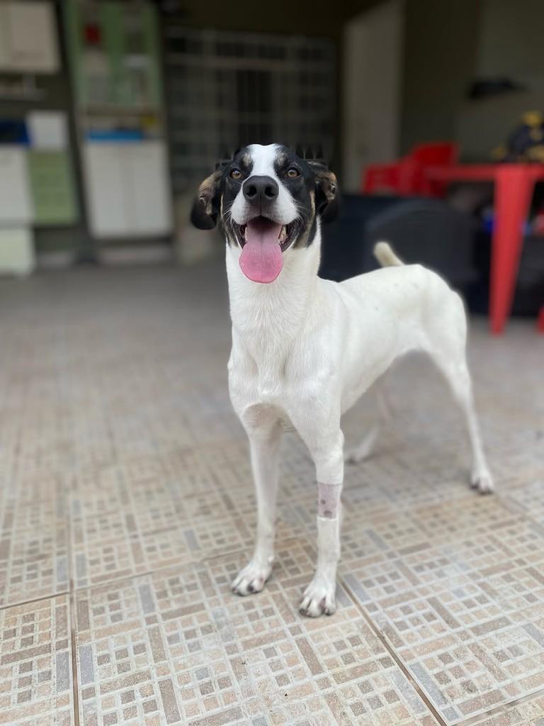 Daniel, cachorro de porte médio para adoção em São Paulo - SP — foto 5 de 12