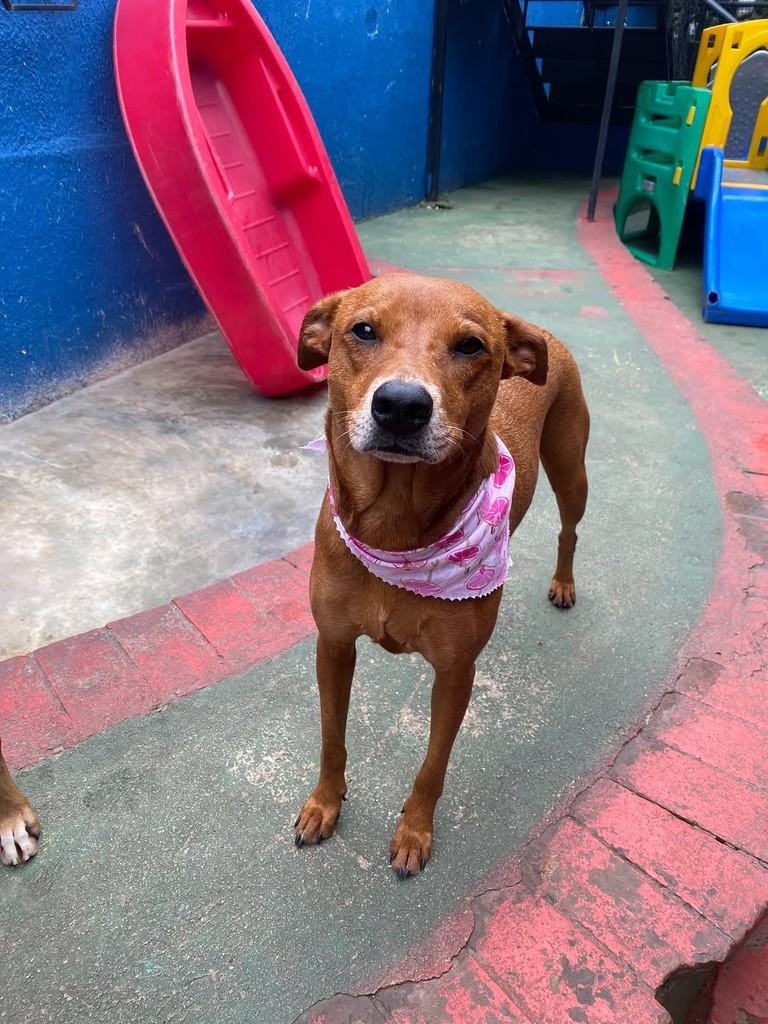Canela, cadela de porte médio para adoção em São Paulo - SP