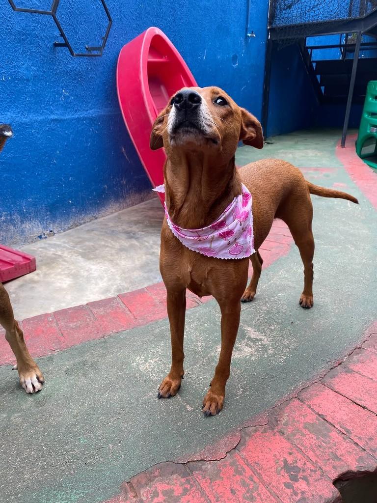 Canela, cadela de porte médio para adoção em São Paulo - SP — foto 2 de 7