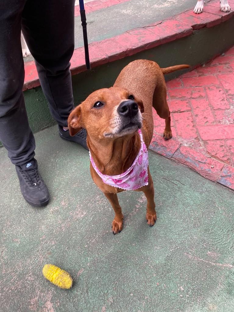 Canela, cadela de porte médio para adoção em São Paulo - SP — foto 3 de 7