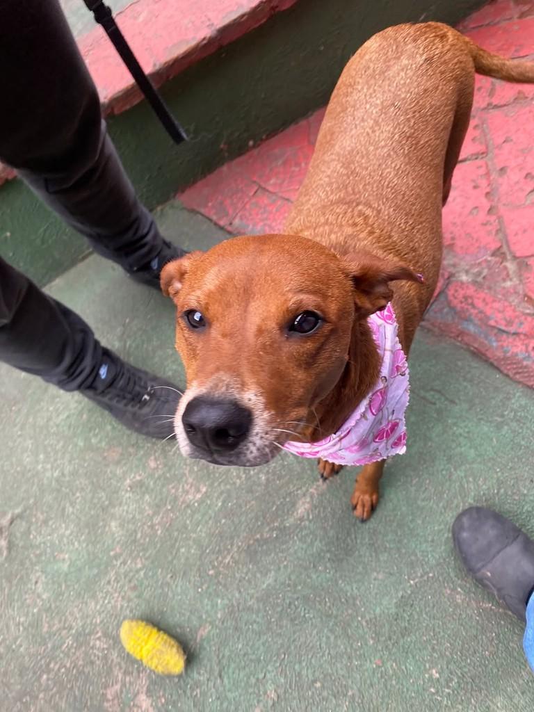 Canela, cadela de porte médio para adoção em São Paulo - SP — foto 4 de 7