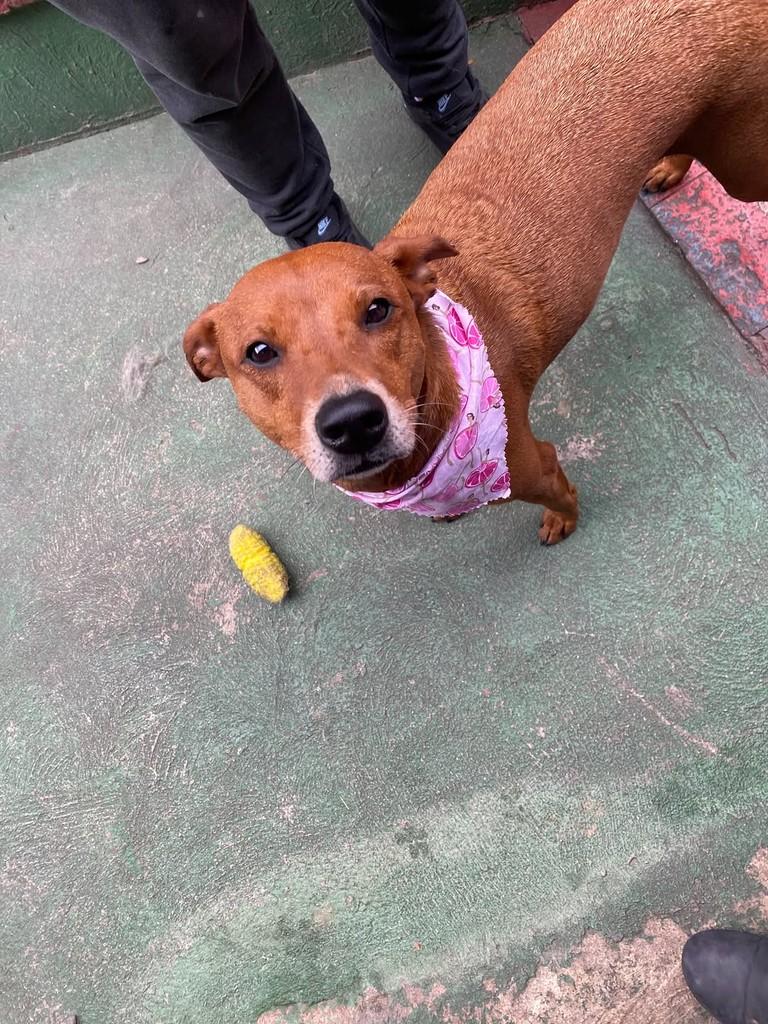 Canela, cadela de porte médio para adoção em São Paulo - SP — foto 5 de 7
