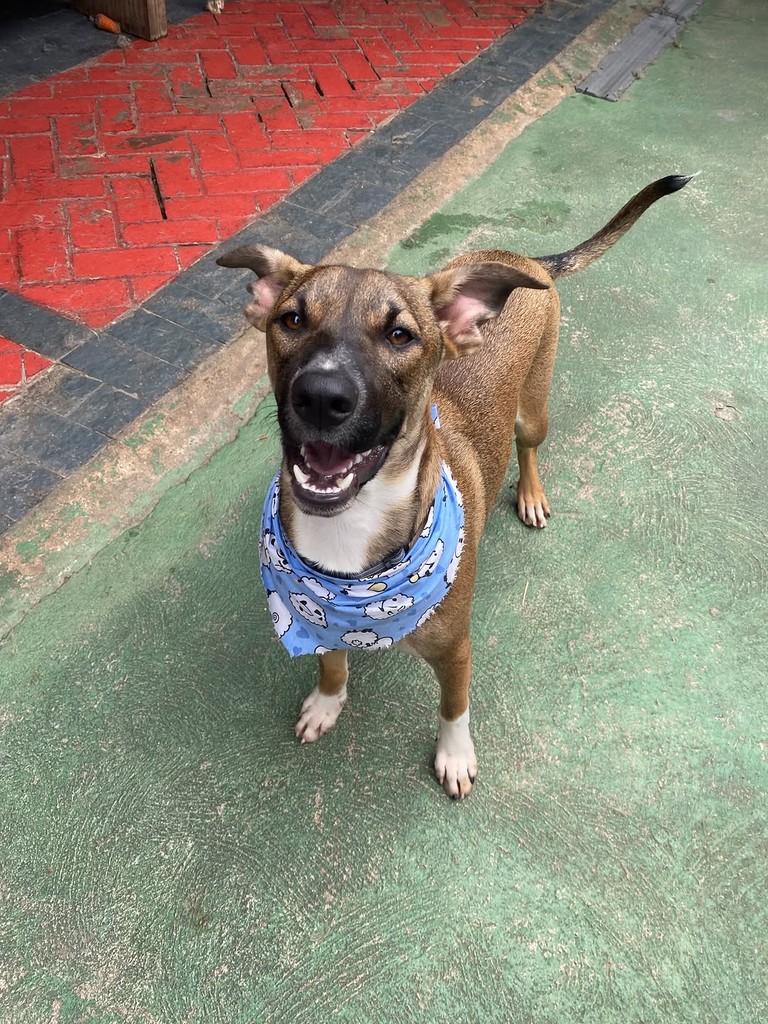 Churros, cachorro de porte médio para adoção em São Paulo - SP