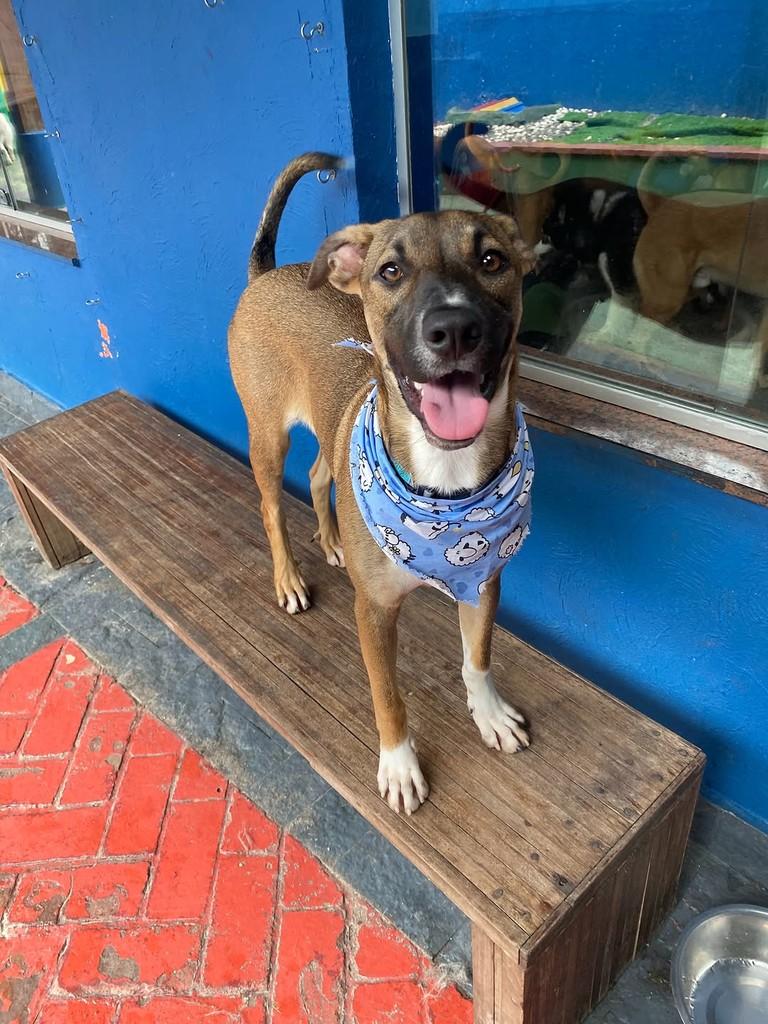 Churros, cachorro de porte médio para adoção em São Paulo - SP — foto 2 de 7