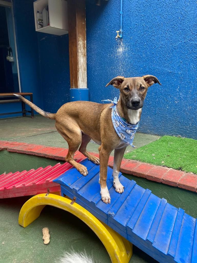 Churros, cachorro de porte médio para adoção em São Paulo - SP — foto 3 de 7