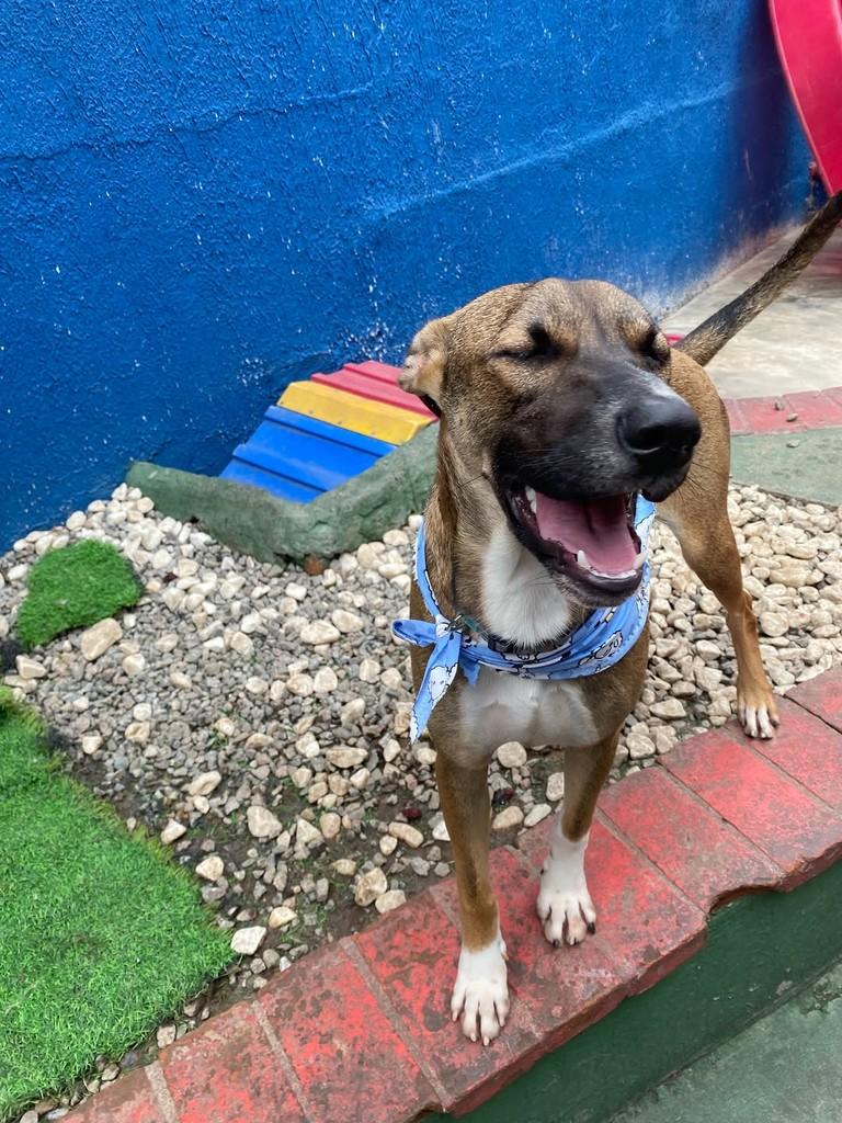Churros, cachorro de porte médio para adoção em São Paulo - SP — foto 4 de 7