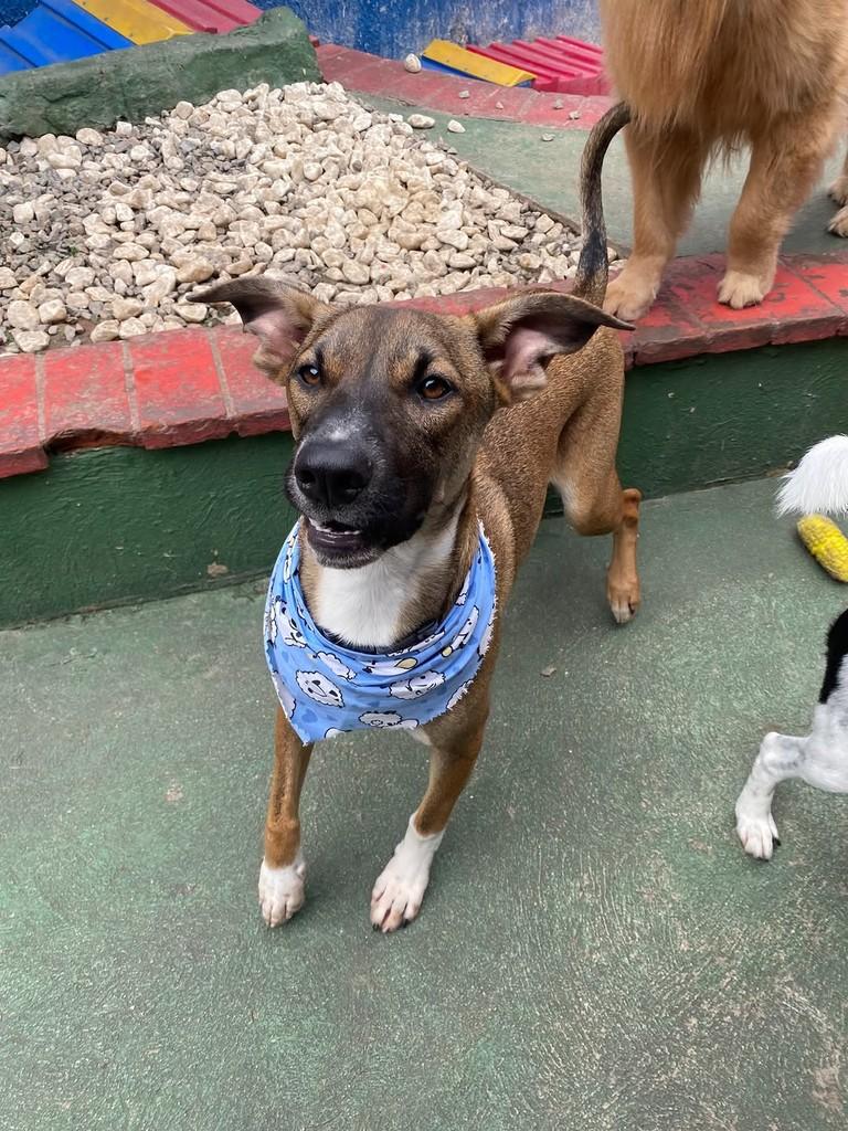 Churros, cachorro de porte médio para adoção em São Paulo - SP — foto 5 de 7