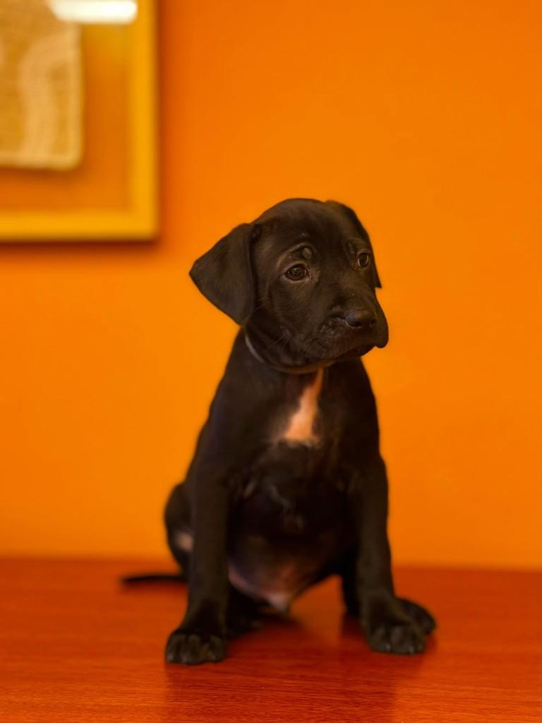 Bubbaloo, cachorro de porte pequeno para adoção em São Paulo - SP