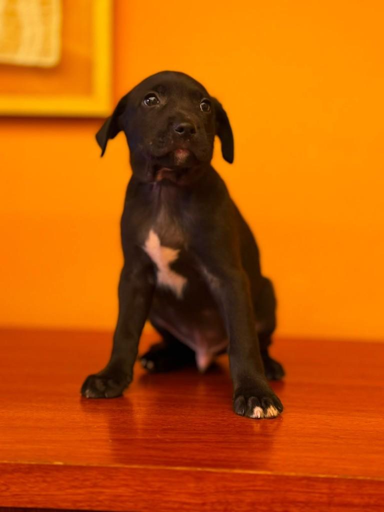 Bazooka, cachorro de porte pequeno para adoção em São Paulo - SP