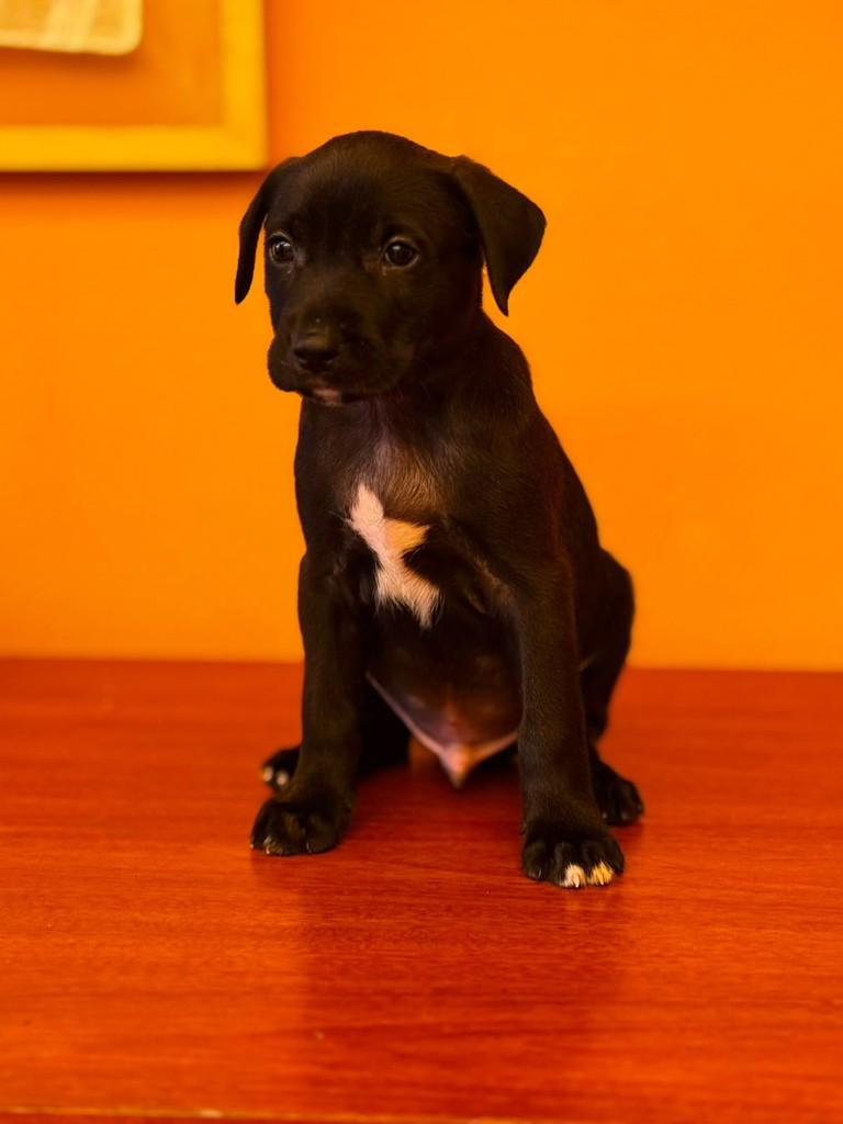 Bazooka, cachorro de porte pequeno para adoção em São Paulo - SP — foto 2 de 2