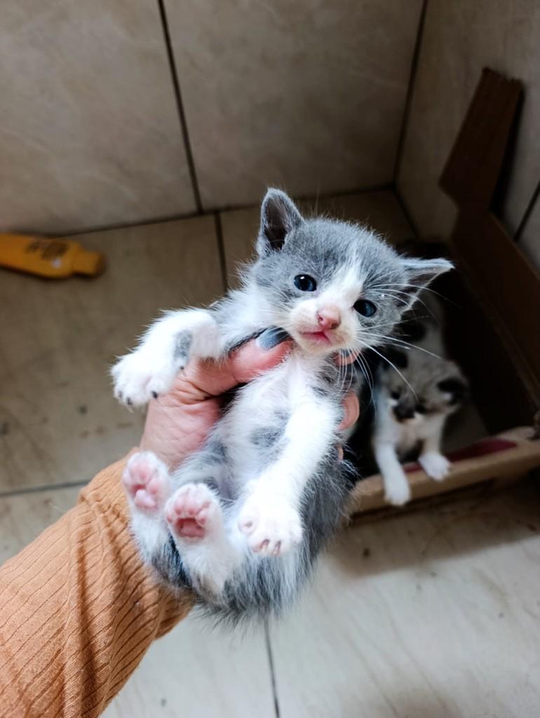Vênus, gata de porte pequeno para adoção em São Paulo - SP