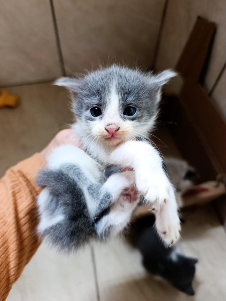 Vênus, gata de porte pequeno para adoção em São Paulo - SP — foto 2 de 2