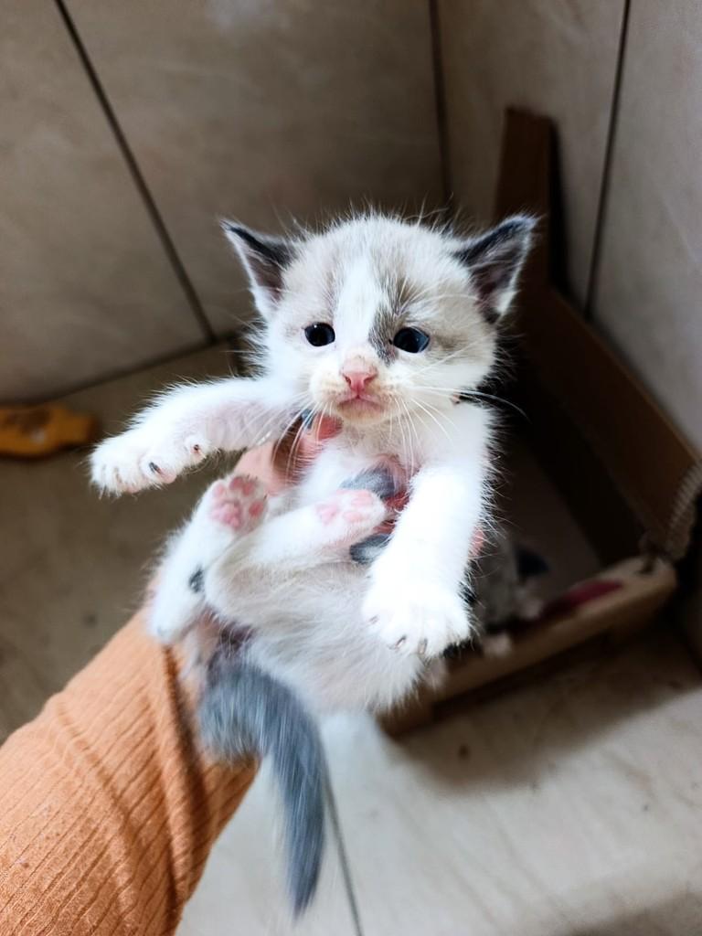 Cometa, gato de porte pequeno para adoção em São Paulo - SP