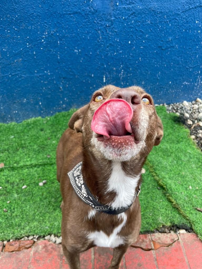 Nutella, cadela de porte médio para adoção em São Paulo - SP
