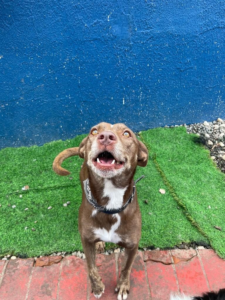 Nutella, cadela de porte médio para adoção em São Paulo - SP — foto 2 de 8