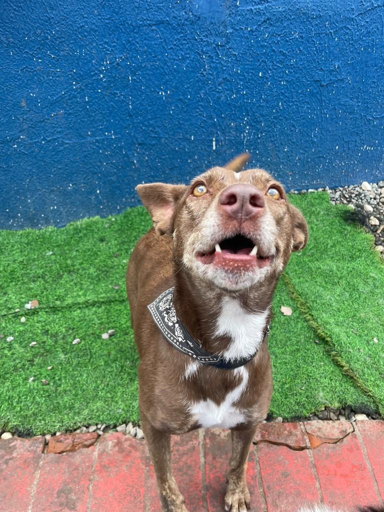 Nutella, cadela de porte médio para adoção em São Paulo - SP — foto 3 de 8