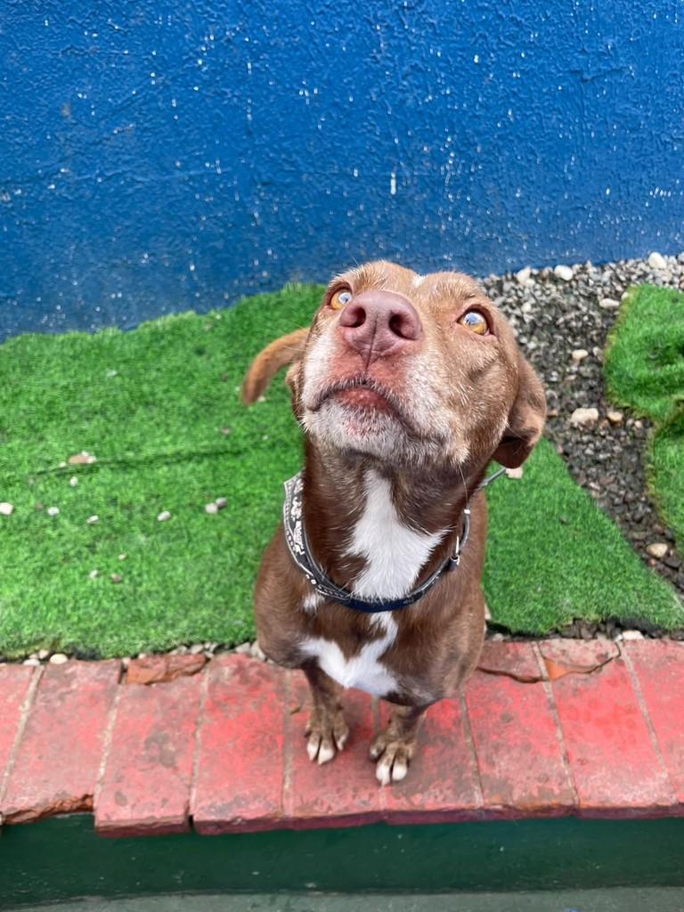 Nutella, cadela de porte médio para adoção em São Paulo - SP — foto 4 de 8