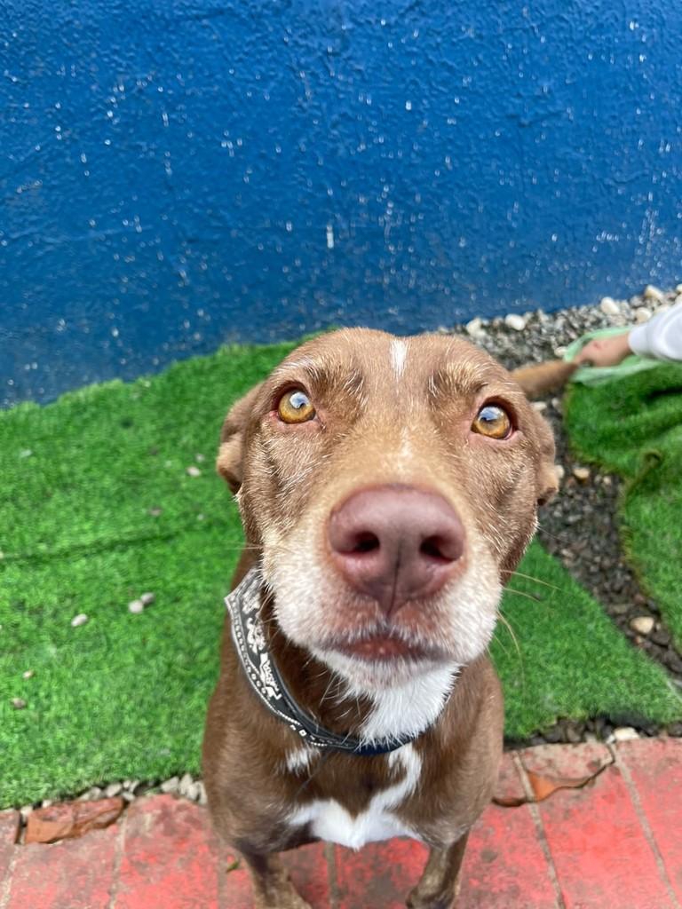 Nutella, cadela de porte médio para adoção em São Paulo - SP — foto 5 de 8