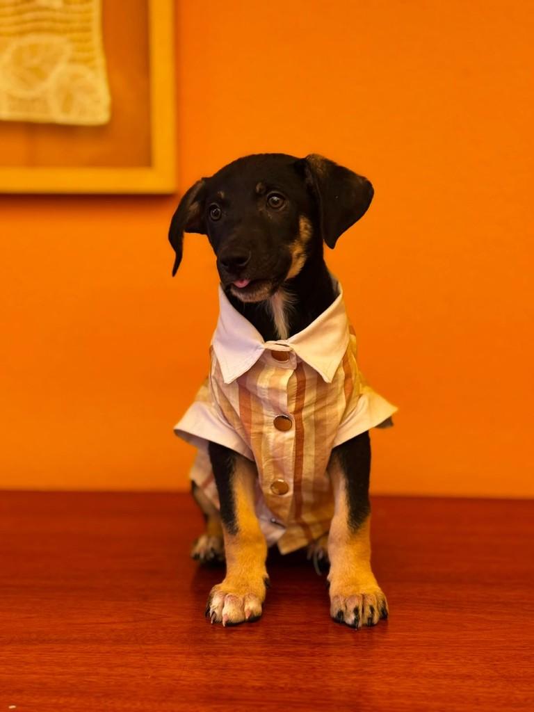 Wilson, cachorro de porte médio para adoção em São Paulo - SP