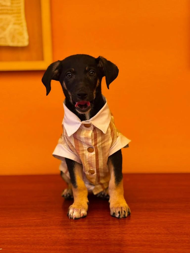 Wilson, cachorro de porte médio para adoção em São Paulo - SP — foto 2 de 4