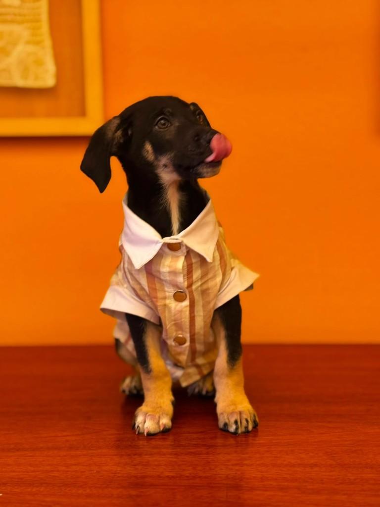 Wilson, cachorro de porte médio para adoção em São Paulo - SP — foto 3 de 4