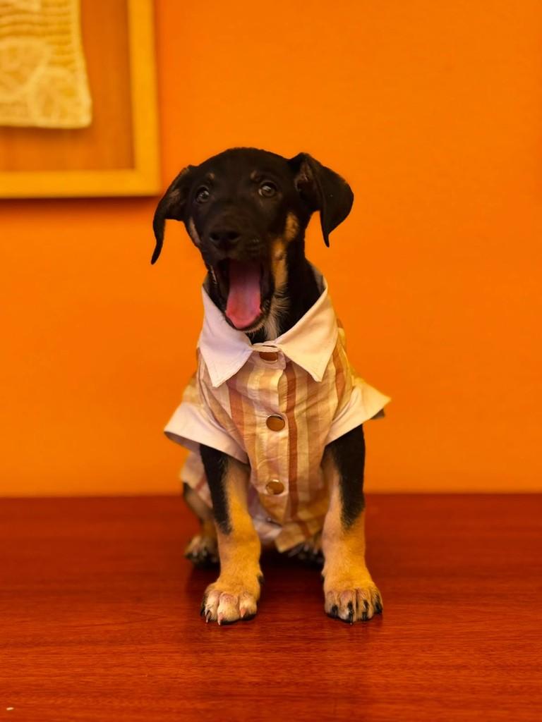 Wilson, cachorro de porte médio para adoção em São Paulo - SP — foto 4 de 4