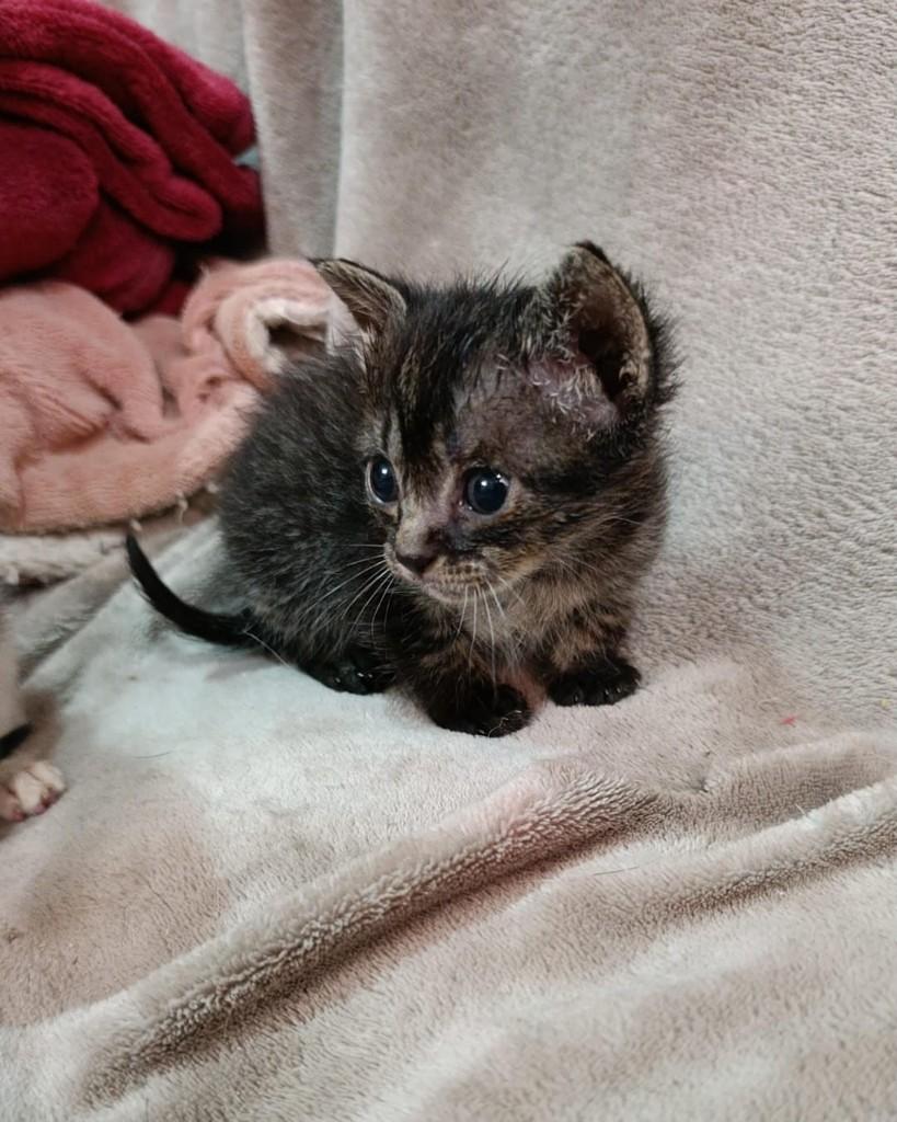 Eve, gata de porte pequeno para adoção em São Paulo - SP