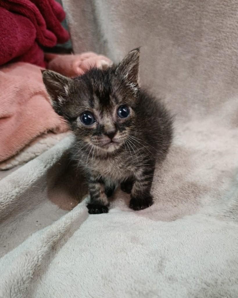Eve, gata de porte pequeno para adoção em São Paulo - SP — foto 2 de 2