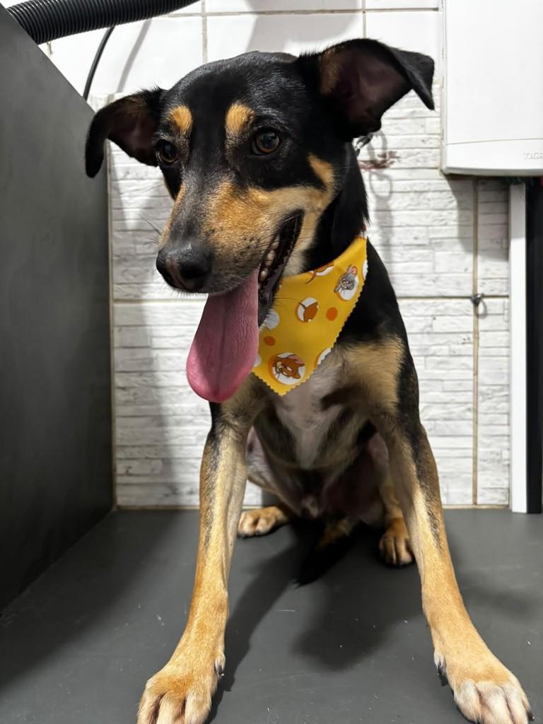 Billy, cachorro de porte médio para adoção em São Paulo - SP