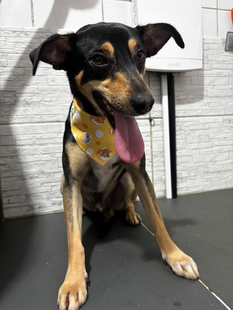 Billy, cachorro de porte médio para adoção em São Paulo - SP — foto 2 de 2