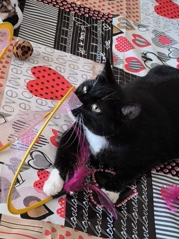 Minnie, gata para adoção em São Paulo - SP