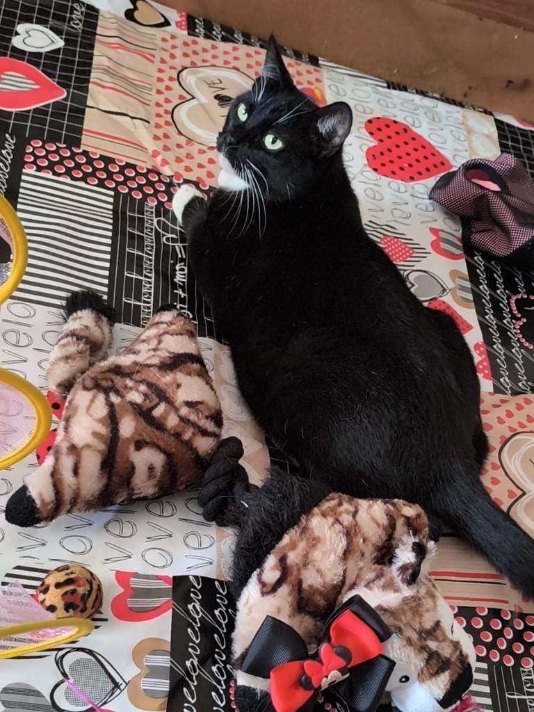 Minnie, gata para adoção em São Paulo - SP — foto 2 de 2