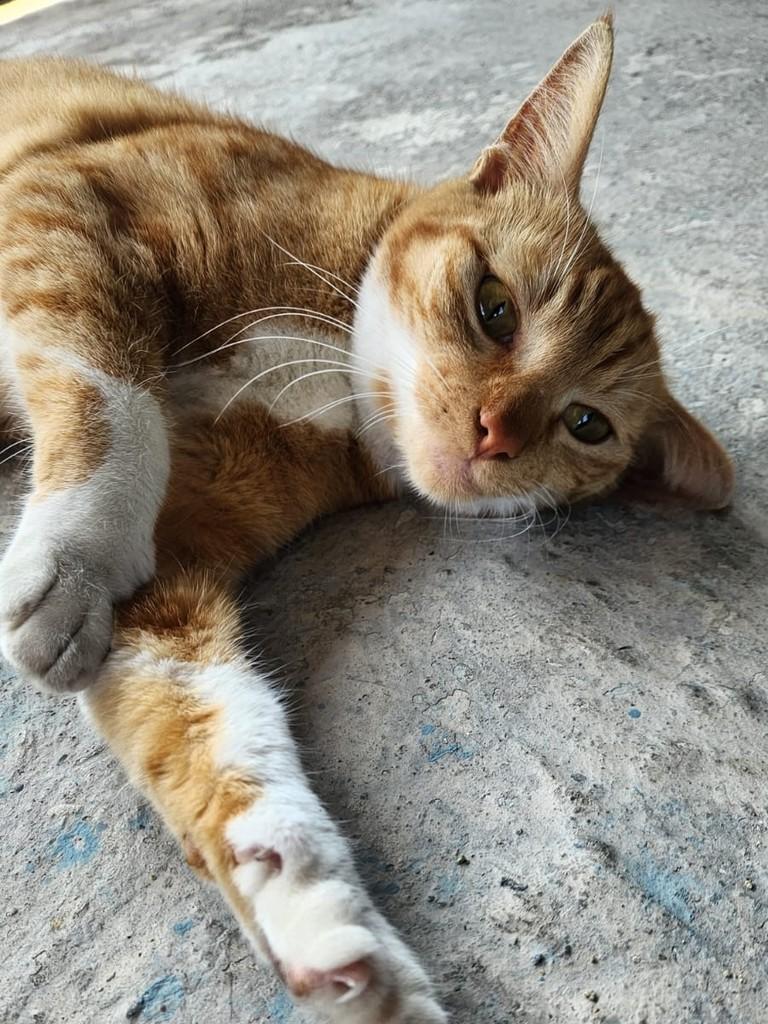 Mel, gata para adoção em São Paulo - SP