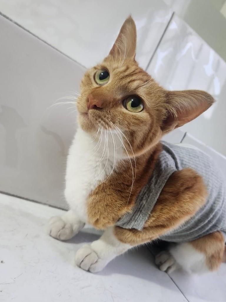 Mel, gata para adoção em São Paulo - SP — foto 2 de 8