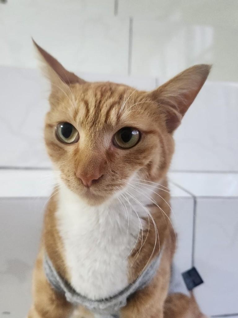 Mel, gata para adoção em São Paulo - SP — foto 3 de 8
