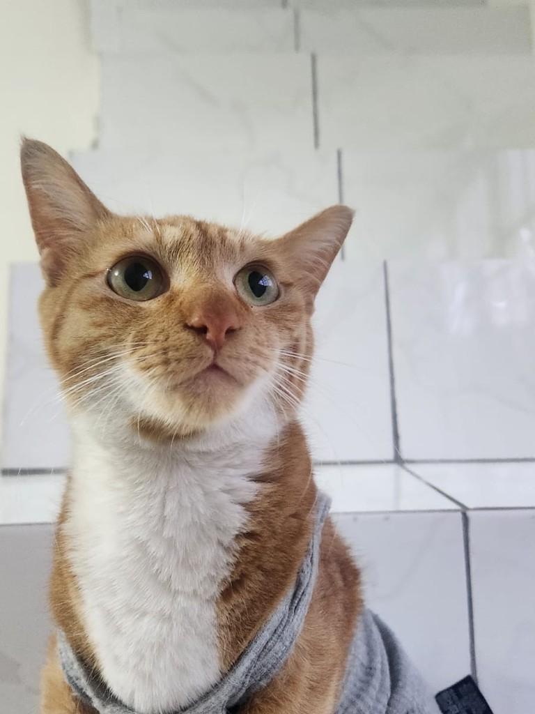 Mel, gata para adoção em São Paulo - SP — foto 4 de 8