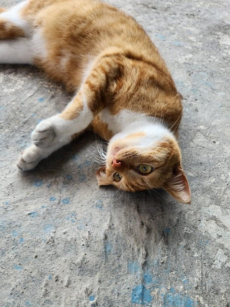 Mel, gata para adoção em São Paulo - SP — foto 5 de 8