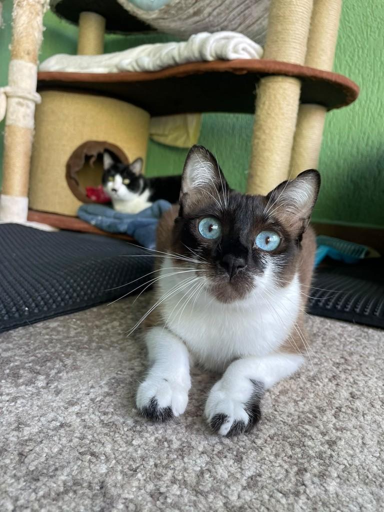 Nala, gata para adoção em Tremembé - SP