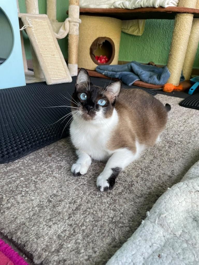 Nala, gata para adoção em Tremembé - SP — foto 2 de 2