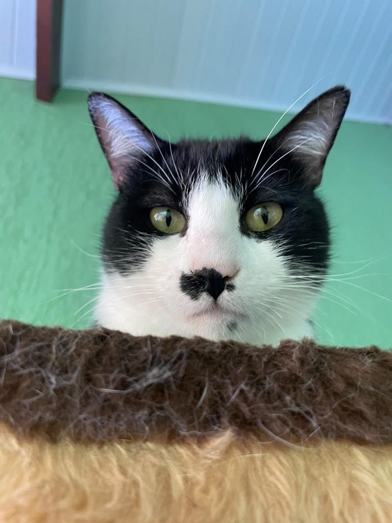 Mufasa, gato para adoção em Tremembé - SP