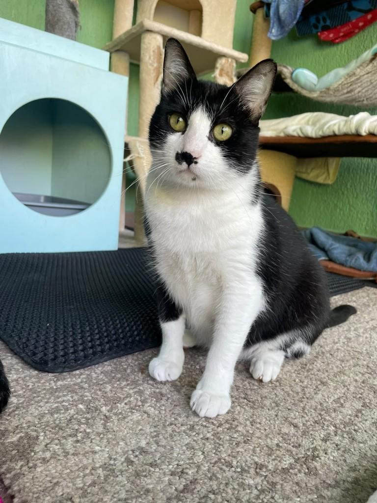 Mufasa, gato para adoção em Tremembé - SP — foto 2 de 3