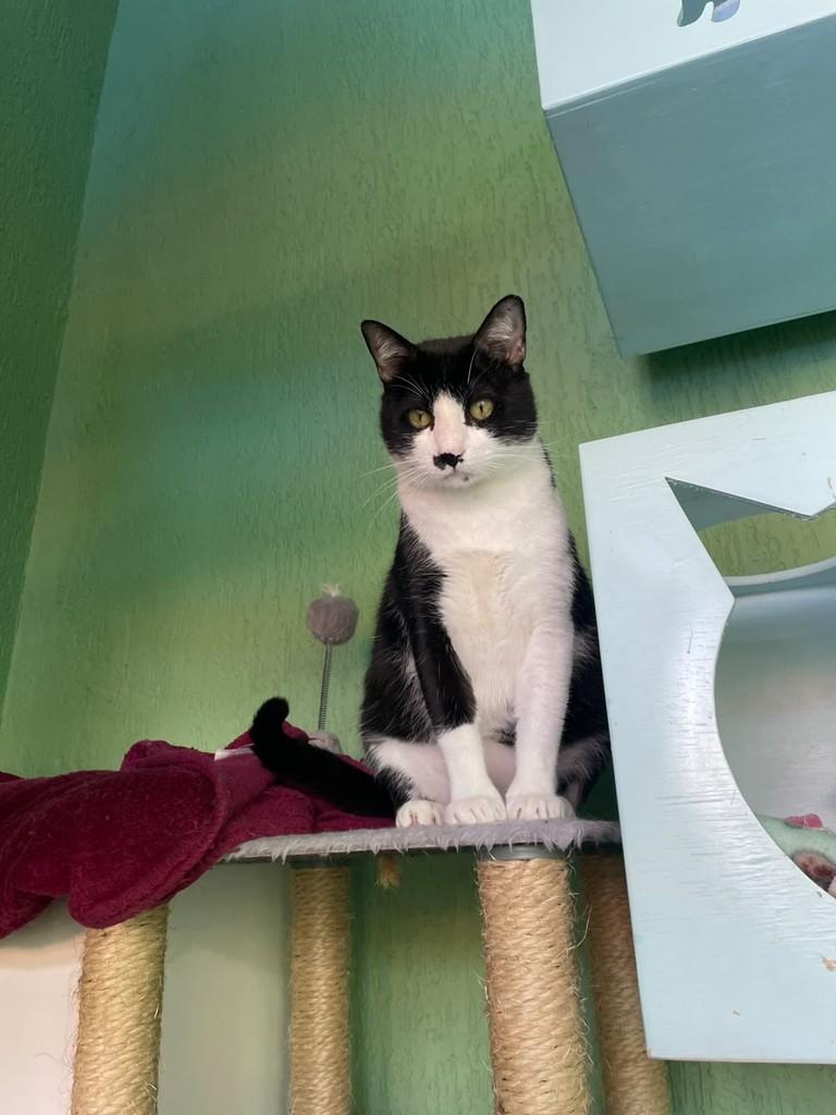 Mufasa, gato para adoção em Tremembé - SP — foto 3 de 3