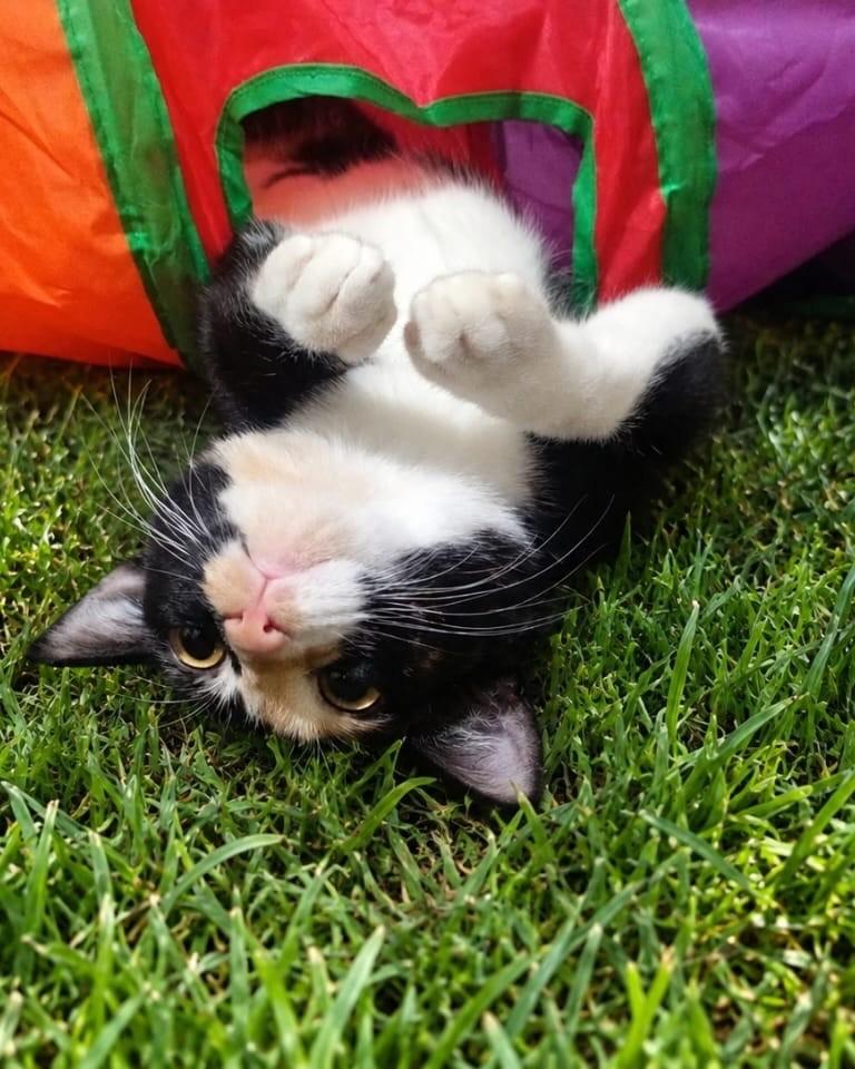 Lylee, gata de porte pequeno para adoção em São Paulo - SP — foto 3 de 6