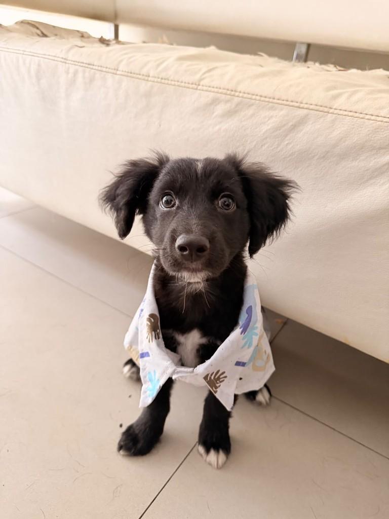 Manny, cachorro de porte médio para adoção em São Paulo - SP