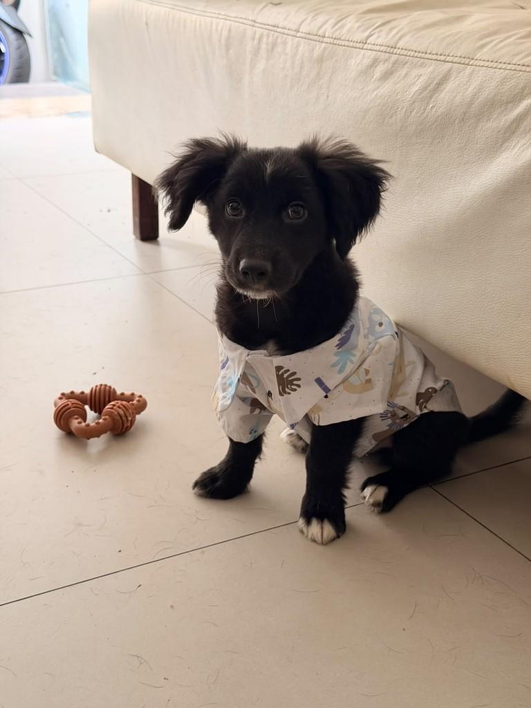 Manny, cachorro de porte médio para adoção em São Paulo - SP — foto 2 de 5