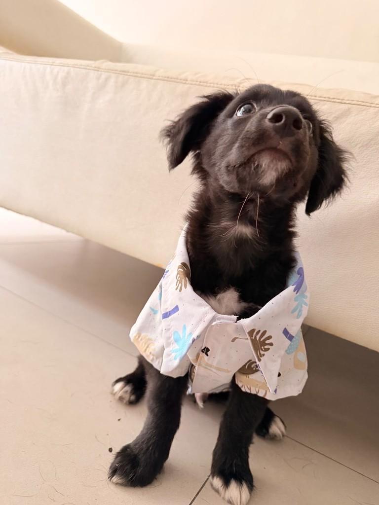Manny, cachorro de porte médio para adoção em São Paulo - SP — foto 3 de 5