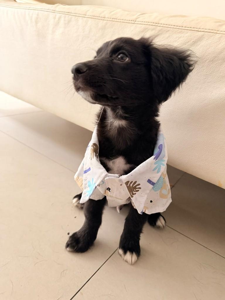 Manny, cachorro de porte médio para adoção em São Paulo - SP — foto 4 de 5
